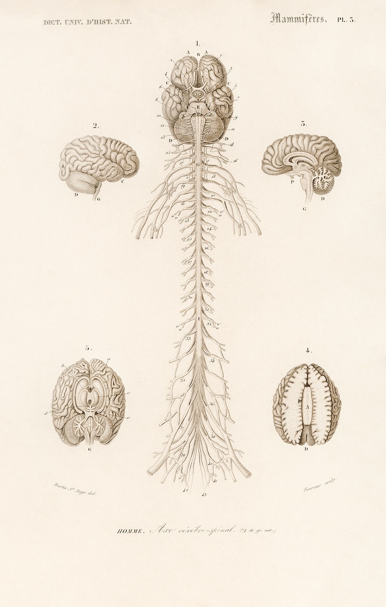 Human’s Brain illustrated by Charles Dessalines D' Orbigny (1806-1876). Digitally enhanced from our own 1892 edition of Dictionnaire Universel D'histoire Naturelle.