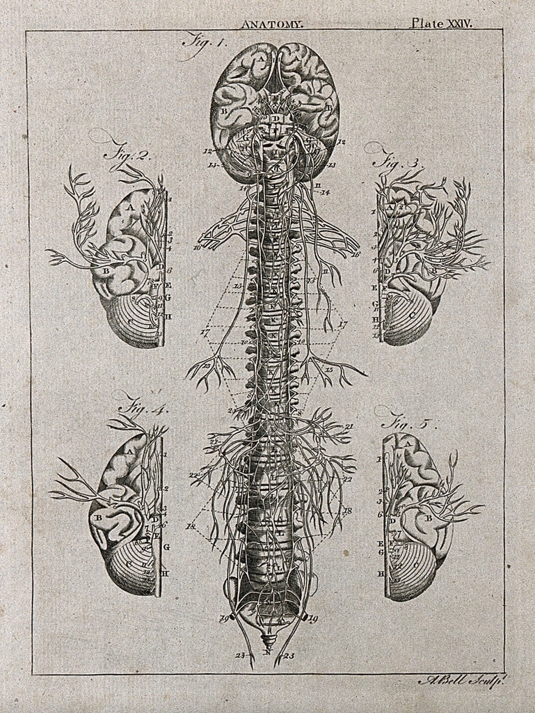 Nervous system: five figures, showing